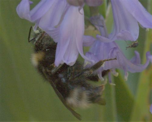 Bombus sp.